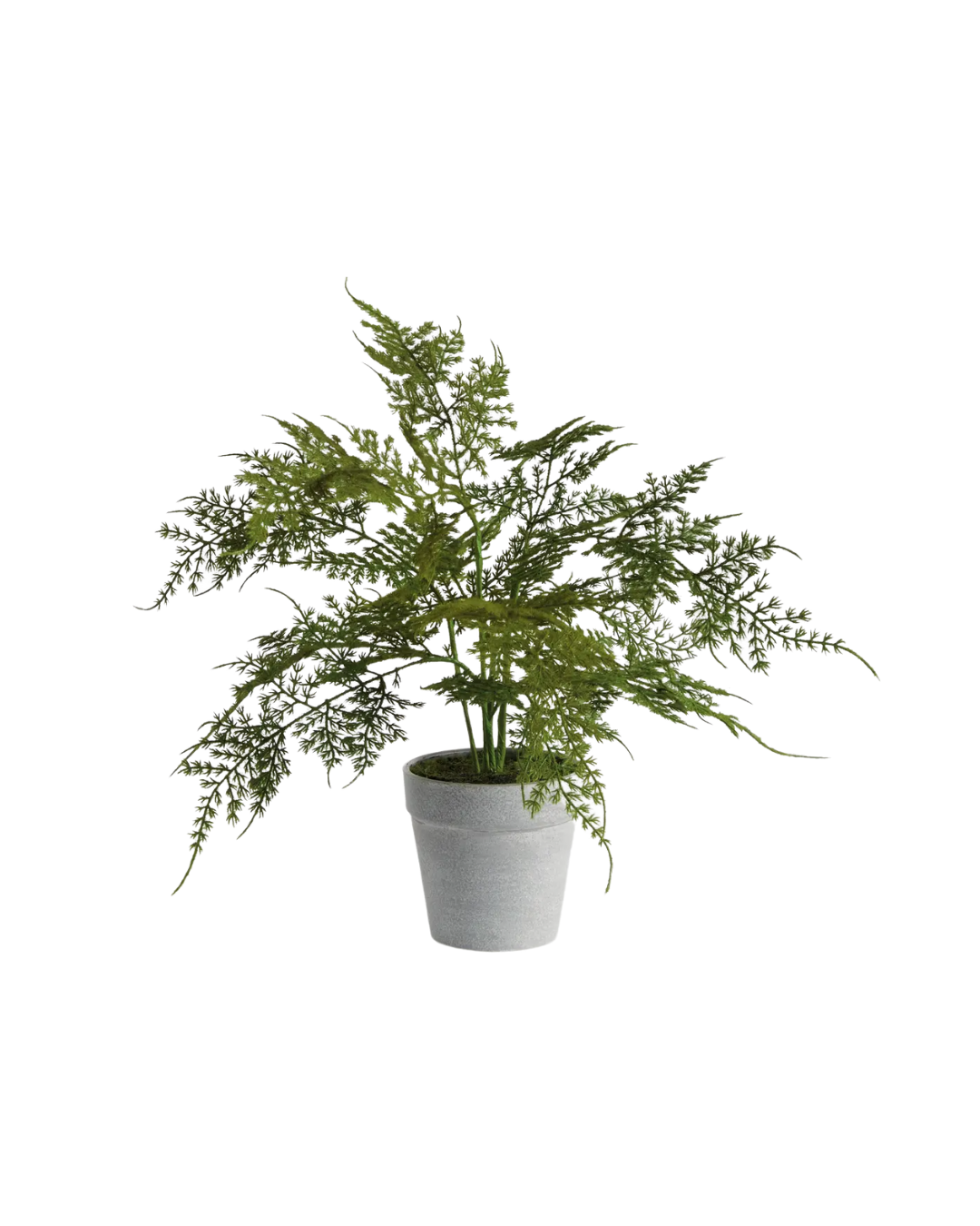 Plumosa Fern Drop-in 13"