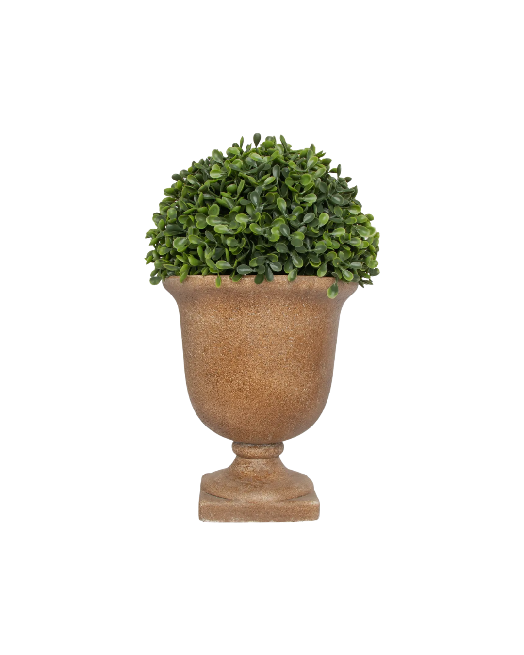 12.5" Tall Boxwood in Urn